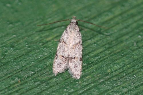 Réf. 326 236 : Symmoca signatella
